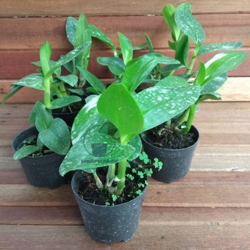 aggrek dendrobium remaja keriting/ anggrek remaja/ anggrek koleksi/ anggrek dendrobium