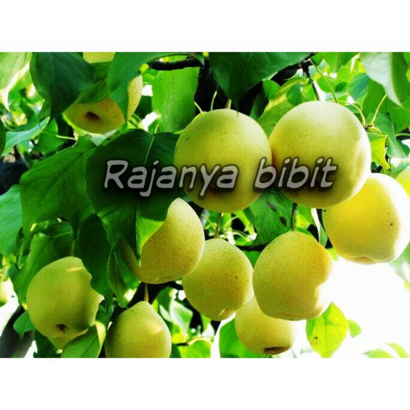 Bibit buah pir madu super cangkok syap berbuah berbunga