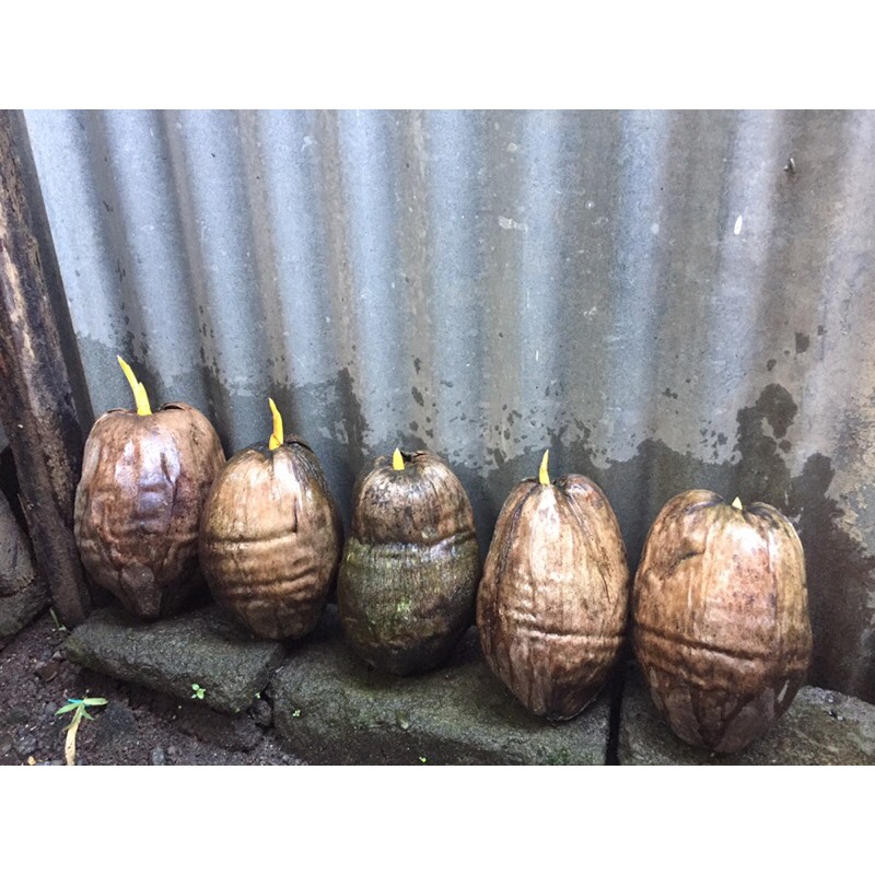 Bahan Bonsai Kelapa Gading Kuning