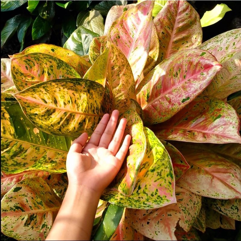 Aglaonema big roy mutasi / Aglonema big roy florist nursery/ Aglonema big roy (Tanaman hias aglaonem
