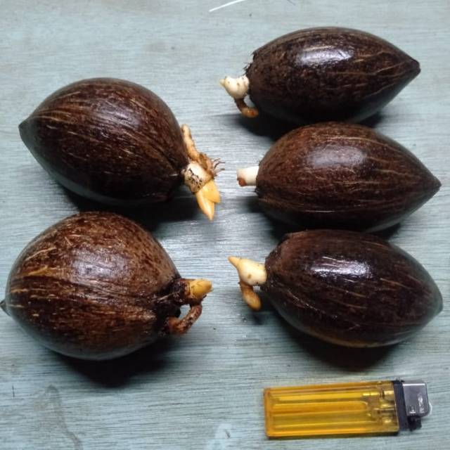 Bahan bonsai kelapa minion