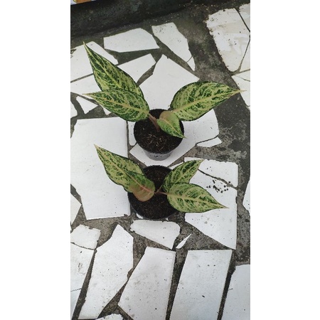 Aglaonema murah / Aglaonema Frozen