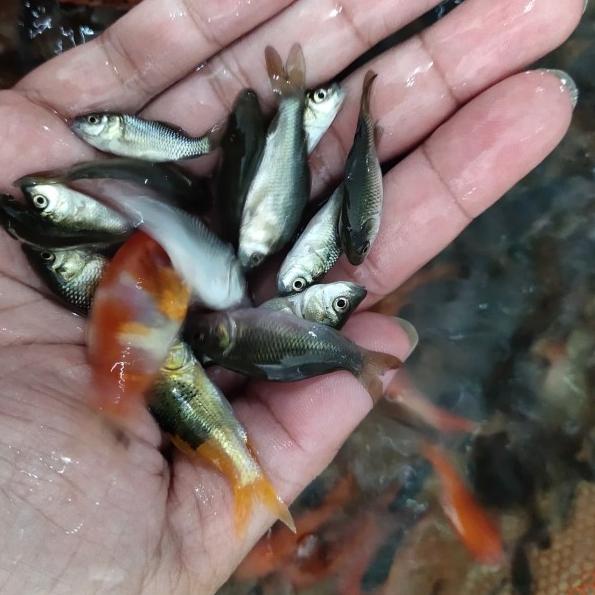 ❂ Hiasan Aquarium Umpan Predator Anakan Ikan Mas literan ☊