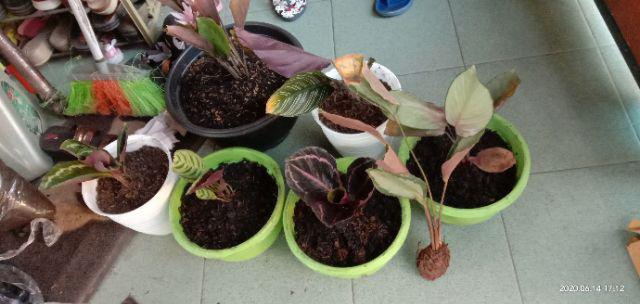 Pusat    Paket Tanaman Hias Calathea Indoor - Black Lipstik Dll    Tanaman Hias