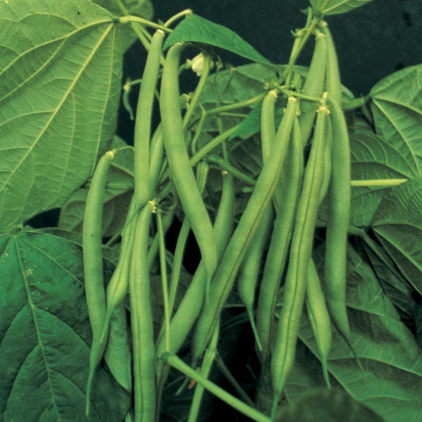 Benih Sayuran Buncis Perkasa F1 Tpsdd3 Segera Beli