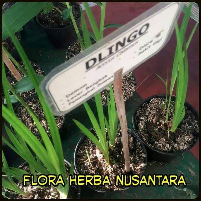 Tanaman Herbal Dlingo Bibit Dlingo Pohon Dlingo Tanaman Dlingo Tambulam34 Berkualitas