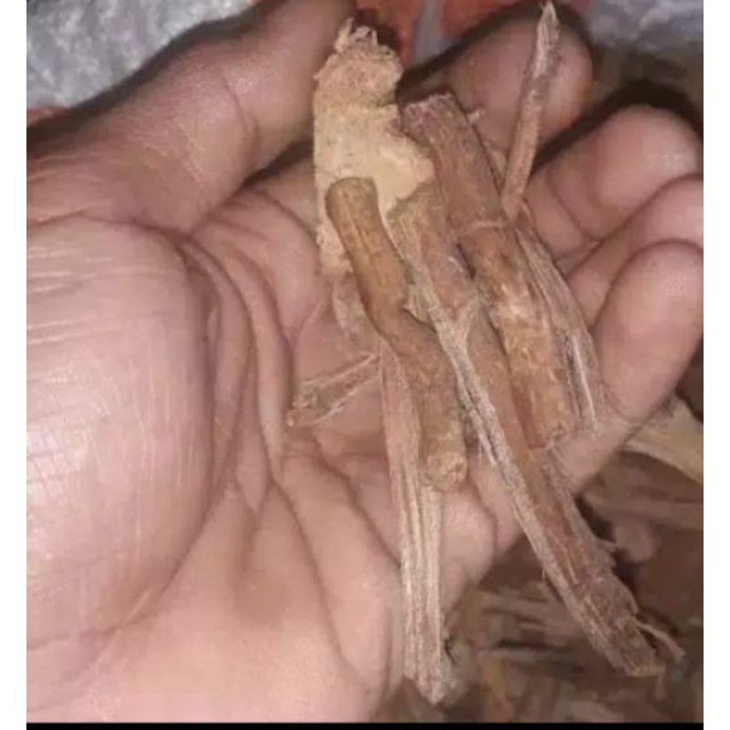 

akar pinang kering/akar jambe kering per 100 grm