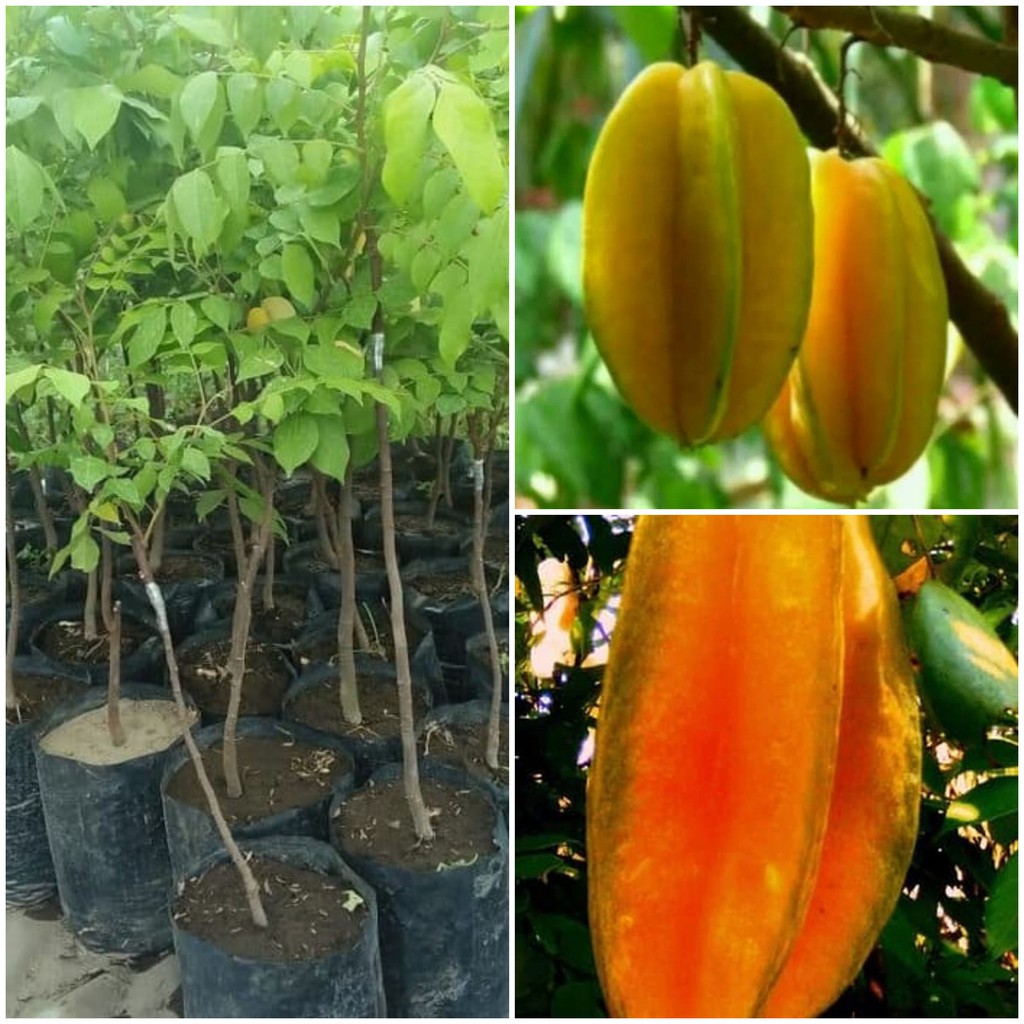Bibit Belimbing Bangkok Okulasi