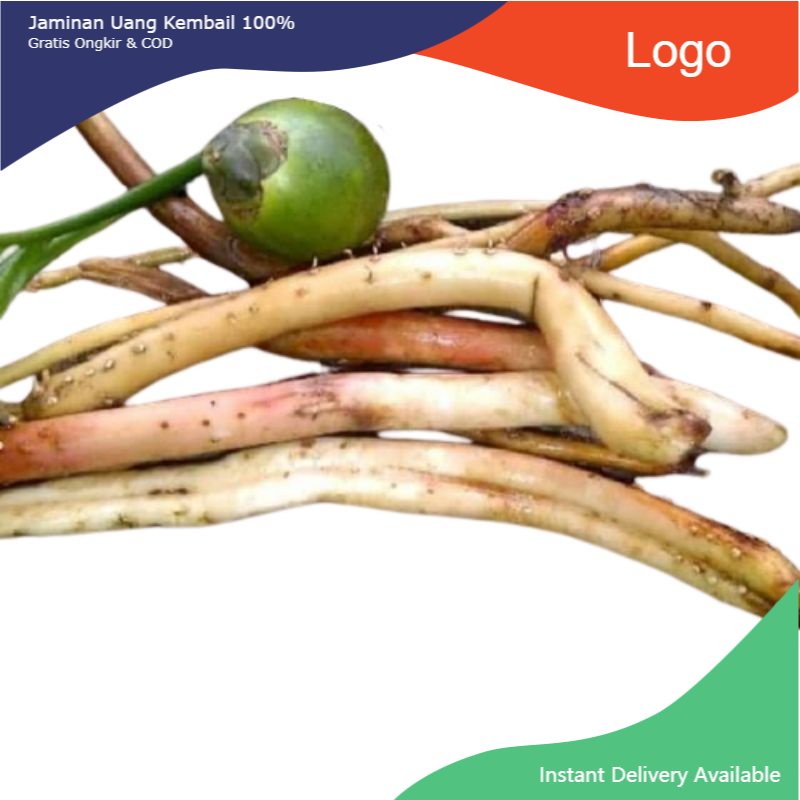 

Promo Akar pinang muda segar 1kg (DIJAMIN MUDA) akar jambe muda organik