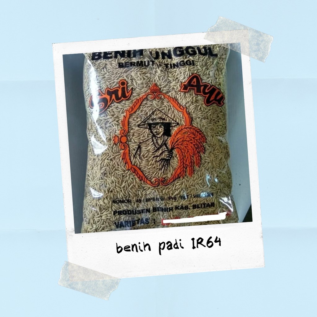 Benih Padi IR64 Kesukaan Petani