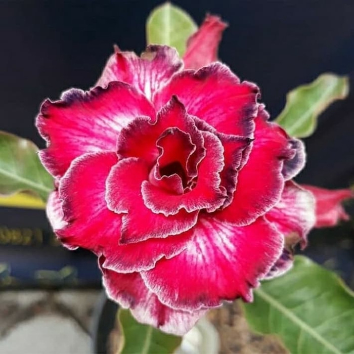

promo Bibit bunga kamboja adenium entracing murah