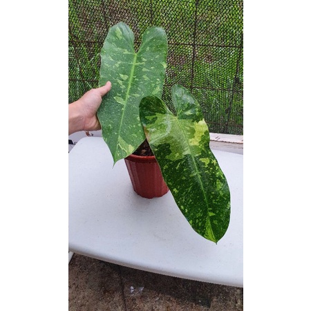 philodendron jose buono varigata
