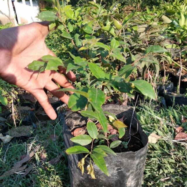 Anggur brazil freco(anggur pohon)