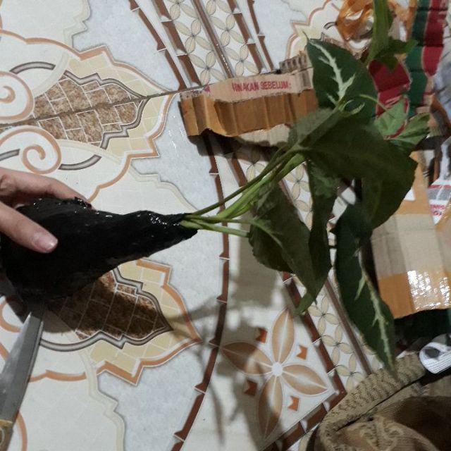 Tanaman Hias Syngonium Rayi