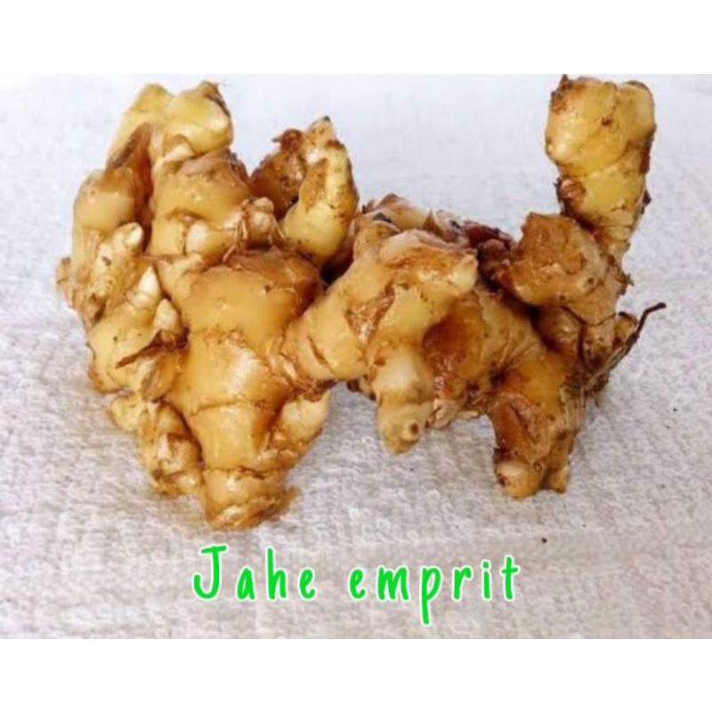 

Jahe emprit super msih segar semua⭐⭐⭐⭐⭐