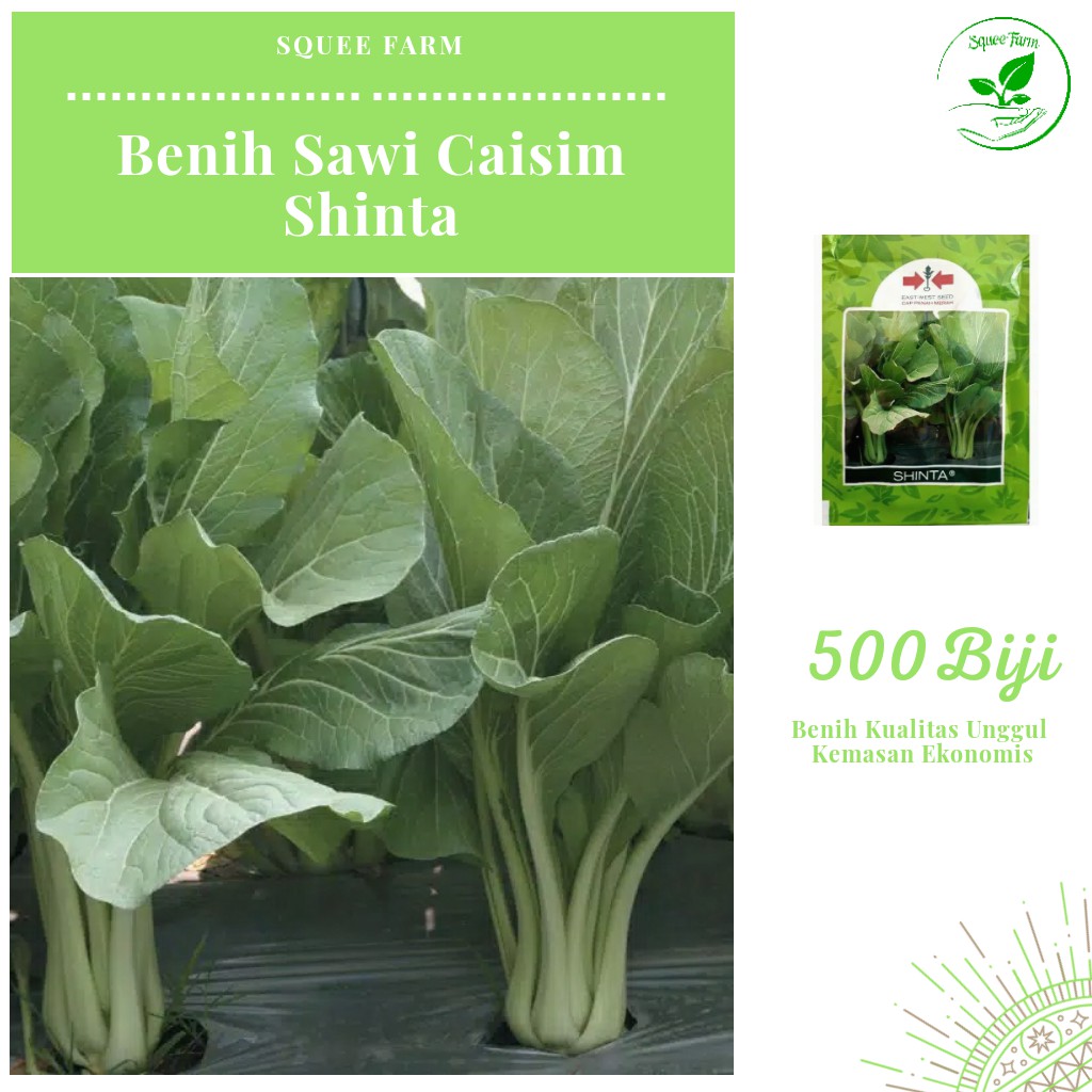 500 Biji - Benih Sawi Caisim SHINTA