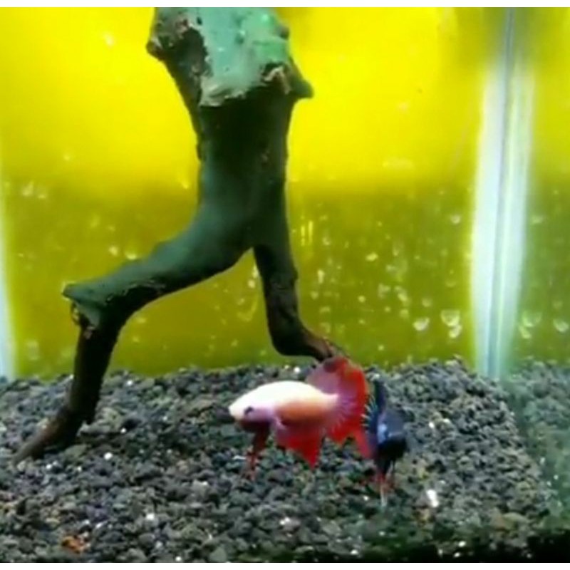 Ikan Cupang Hias Imbellis Hybrid Albino Mascot