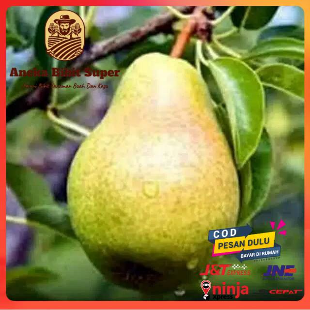 Bibit buah pear pir hijau asia