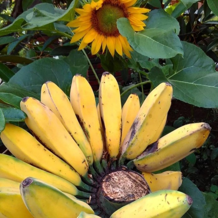 

New Pisang kepok segar 100% original terjangkau