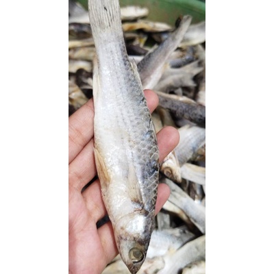 

Ikan Asin Gereh Gerih Layang