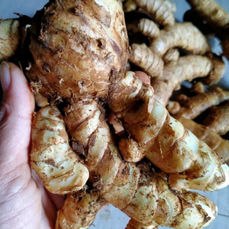 

Kunyit putih / Kunyit putih segar / Kunir putih / Kunyit putih pahit (1 kg)