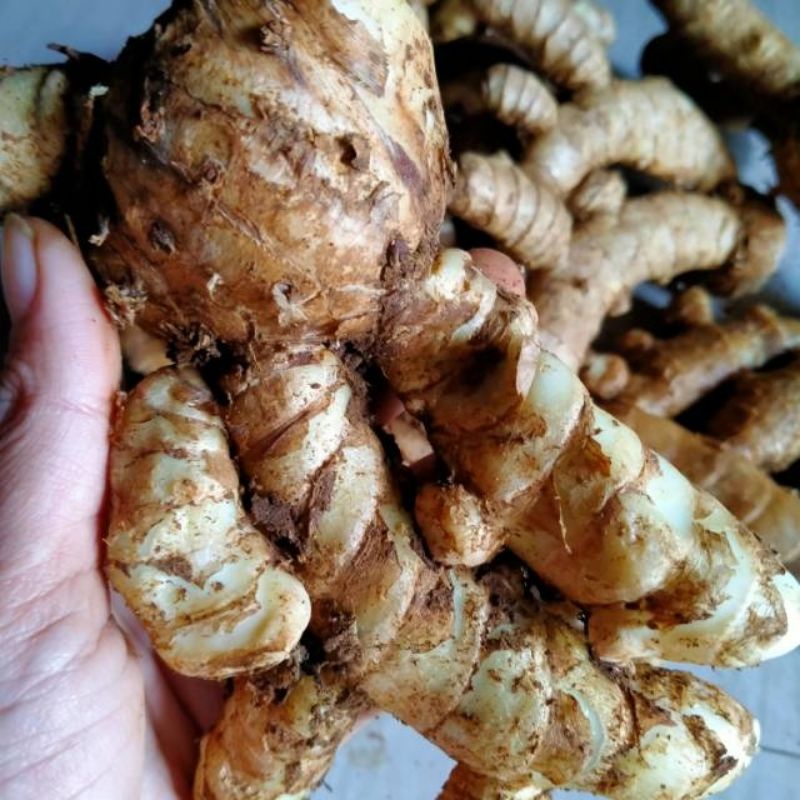 Jual Kunyit Putih Kunyit Putih Segar Kunir Putih Kunyit Putih Pahit 1 Kg Shopee Indonesia 9515