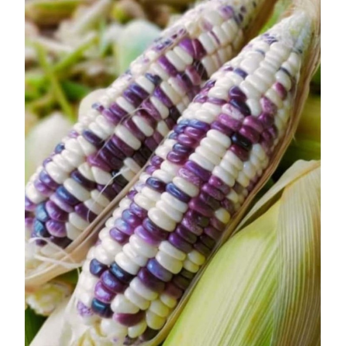 

jagung ketan putih ungu