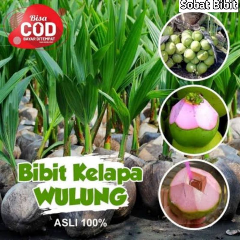 Bibit Kelapa Genjah Wulung