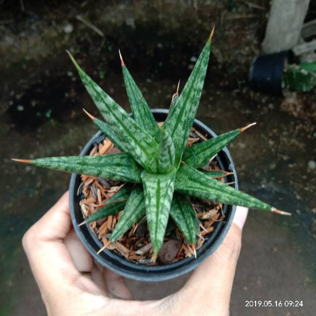 Sansevieria gracilis