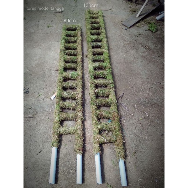 turus lumut moss model tangga