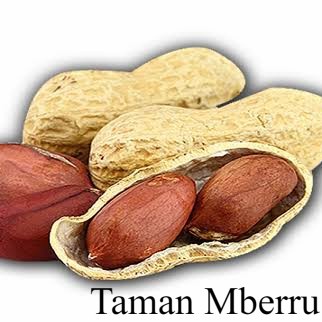 50 Butir Kacang Tanah Kering Berkulit Cangkang Kwalitas Bibit Bunga & Tanaman