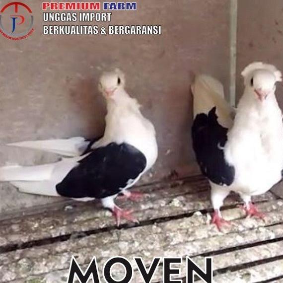 TERPERCAYA BURUNG / BURUNG MOVEN / MERPATI HIAS / MERPATI MOVEN