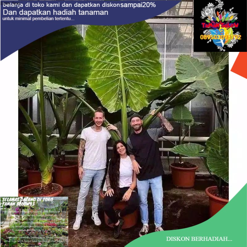 Tanaman sente hijau/pohon sente hijau