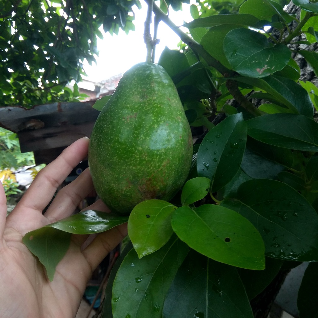 Daun Alpukat Mentega | Penurun Darah Tinggi Alami