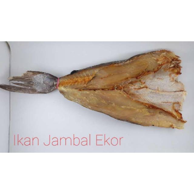

IKAN JAMBAL EKOR