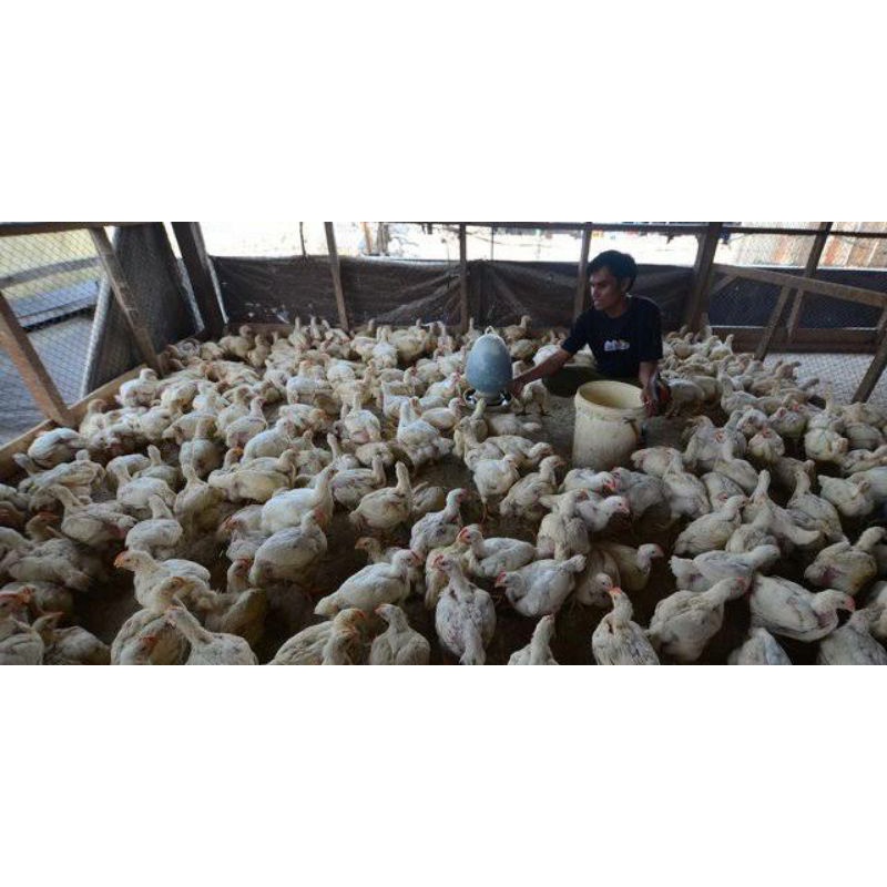 

ayam negri potong/ ayam boiler segar bukan frozen ukuran 1-1,2 kg
