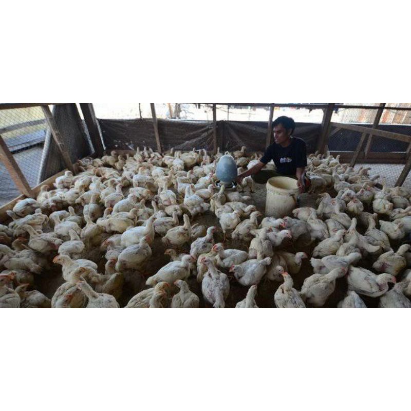 Jual Ayam Negri Potong Ayam Boiler Segar Bukan Frozen Ukuran 1 1 2 Kg