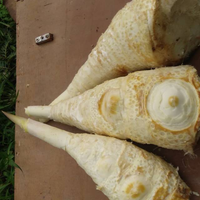 

Rebung sayur sudah di bersikan dan di kupas
