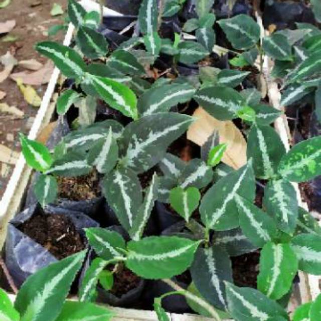 Tanaman Hias Anakan Aglaonema Pictum