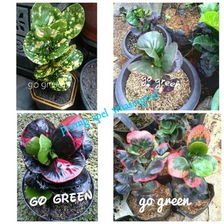 Tren Untuk Harga Bibit Tanaman  Hias  Bunga Hias 