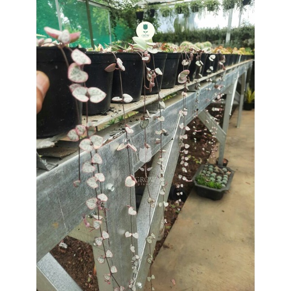 string of heart variegata