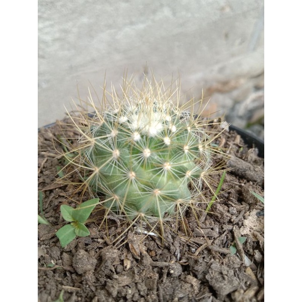 kaktus import/Kaktus ownroot/kaktus murah/kaktus pasaman