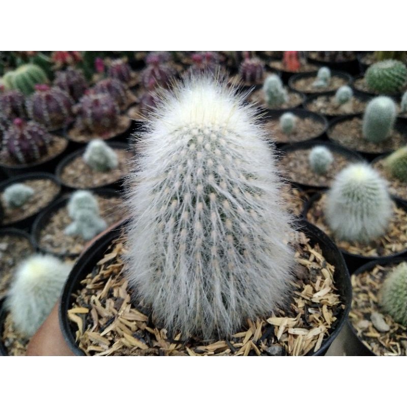 kaktus sukulen// kaktus oldman