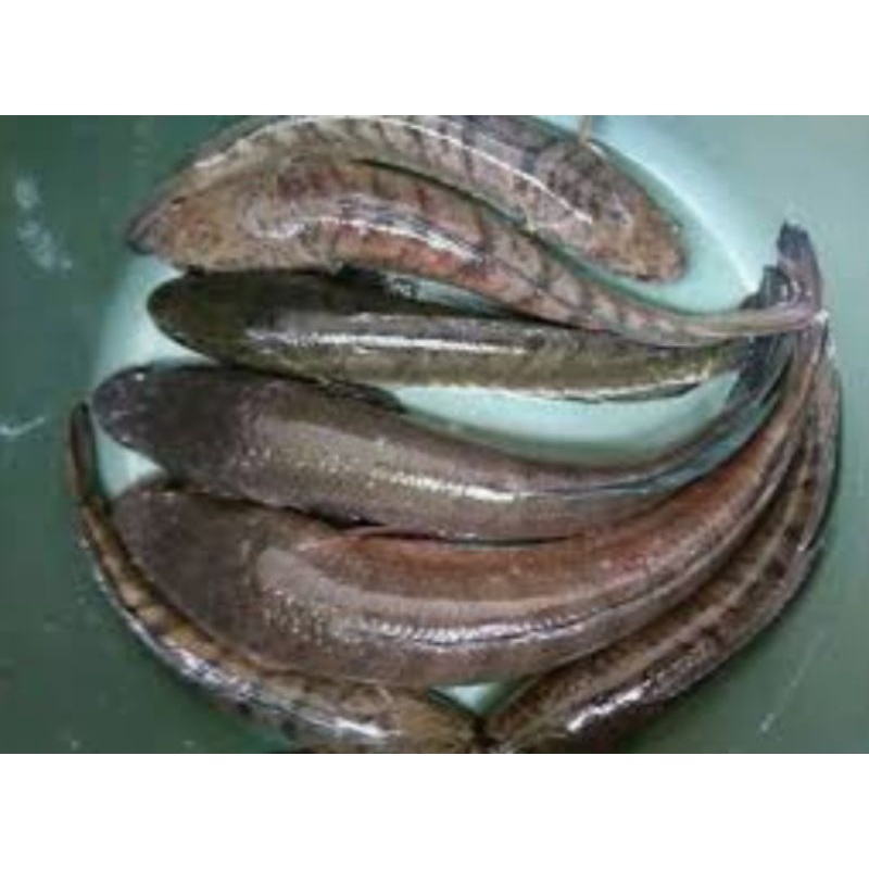 

ikan gabus press
