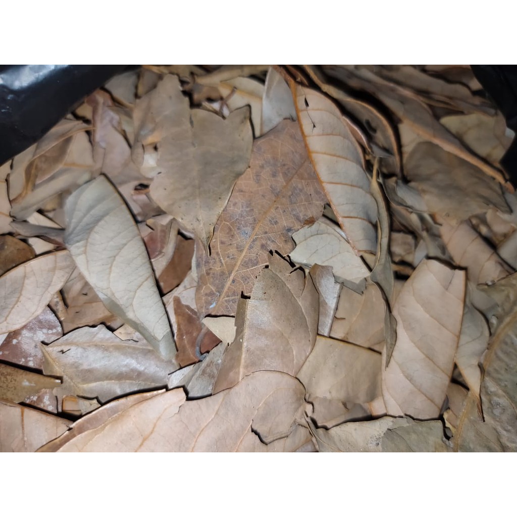

Daun Pala Kering (25 gram)