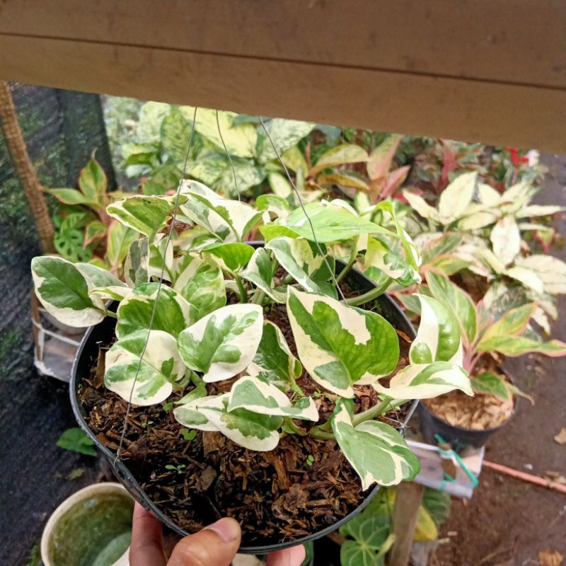 sirih gading varigata njoy