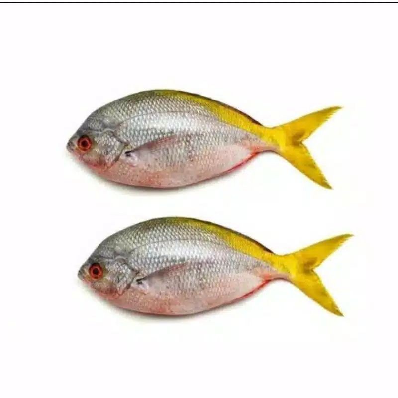 

ikan ekor kuning 500gram