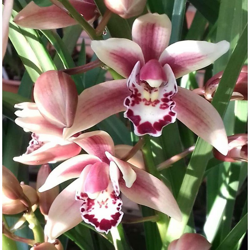 CYMBIDIUM ROSEUM pink rose