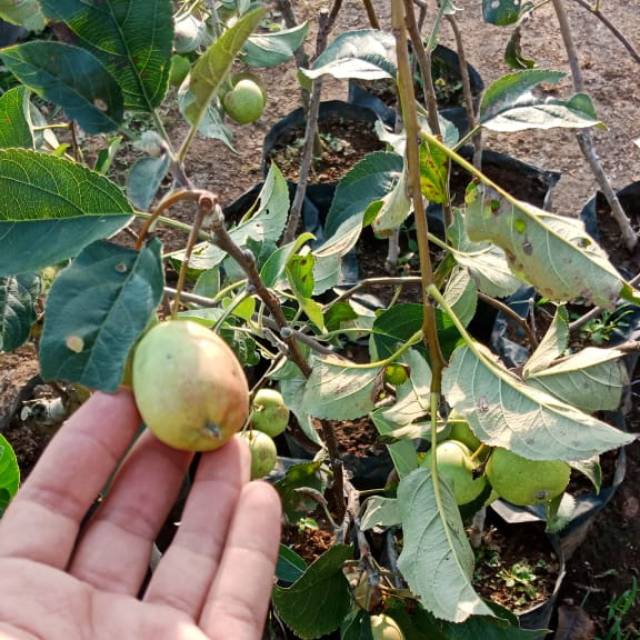 BIBIT APEL ANNA KONDISI BERBUAH / BERBUNGA