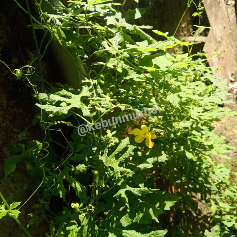 

Daun Pare atau Paria Hutan Fresh